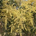 ​दंतेवाड़ा के बगीचों में सुनहरी दस्तक, आम की बम्पर पैदावार के आसार