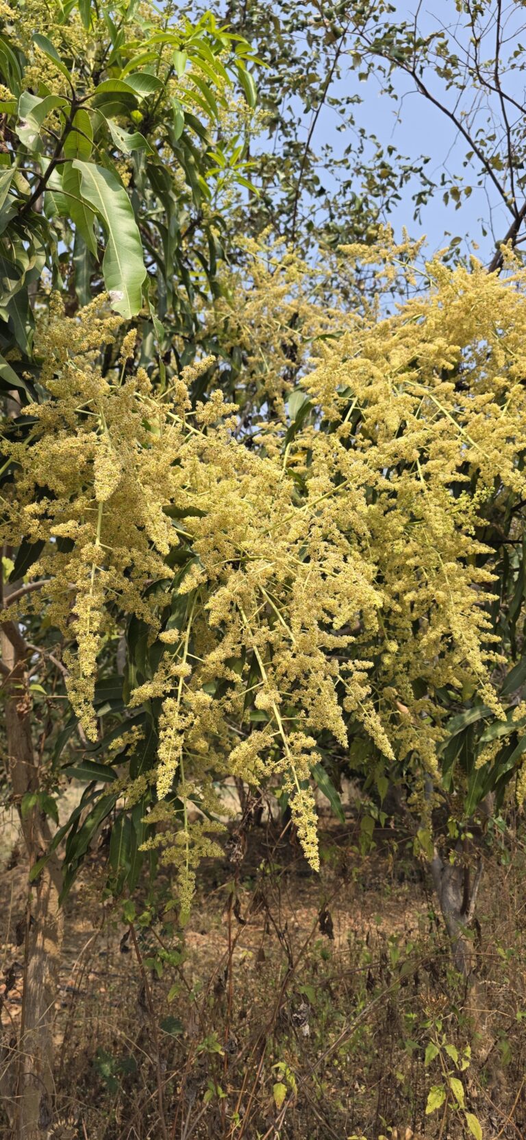 ​दंतेवाड़ा के बगीचों में सुनहरी दस्तक, आम की बम्पर पैदावार के आसार